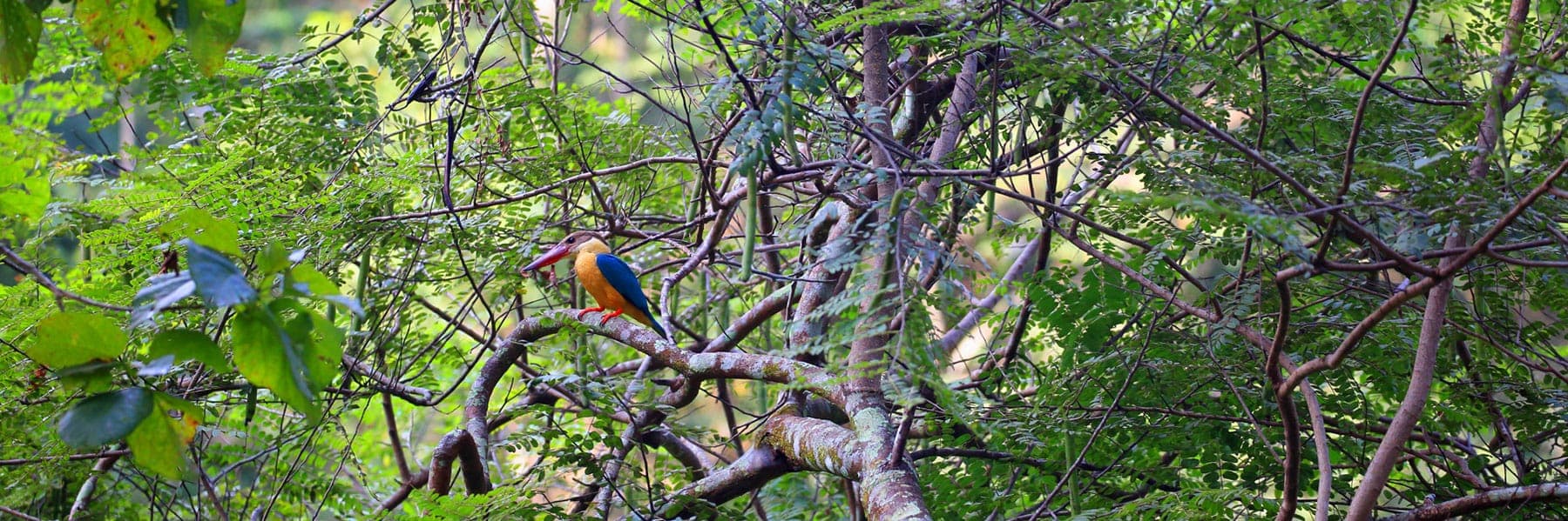 Nature Walks & Bird Watching