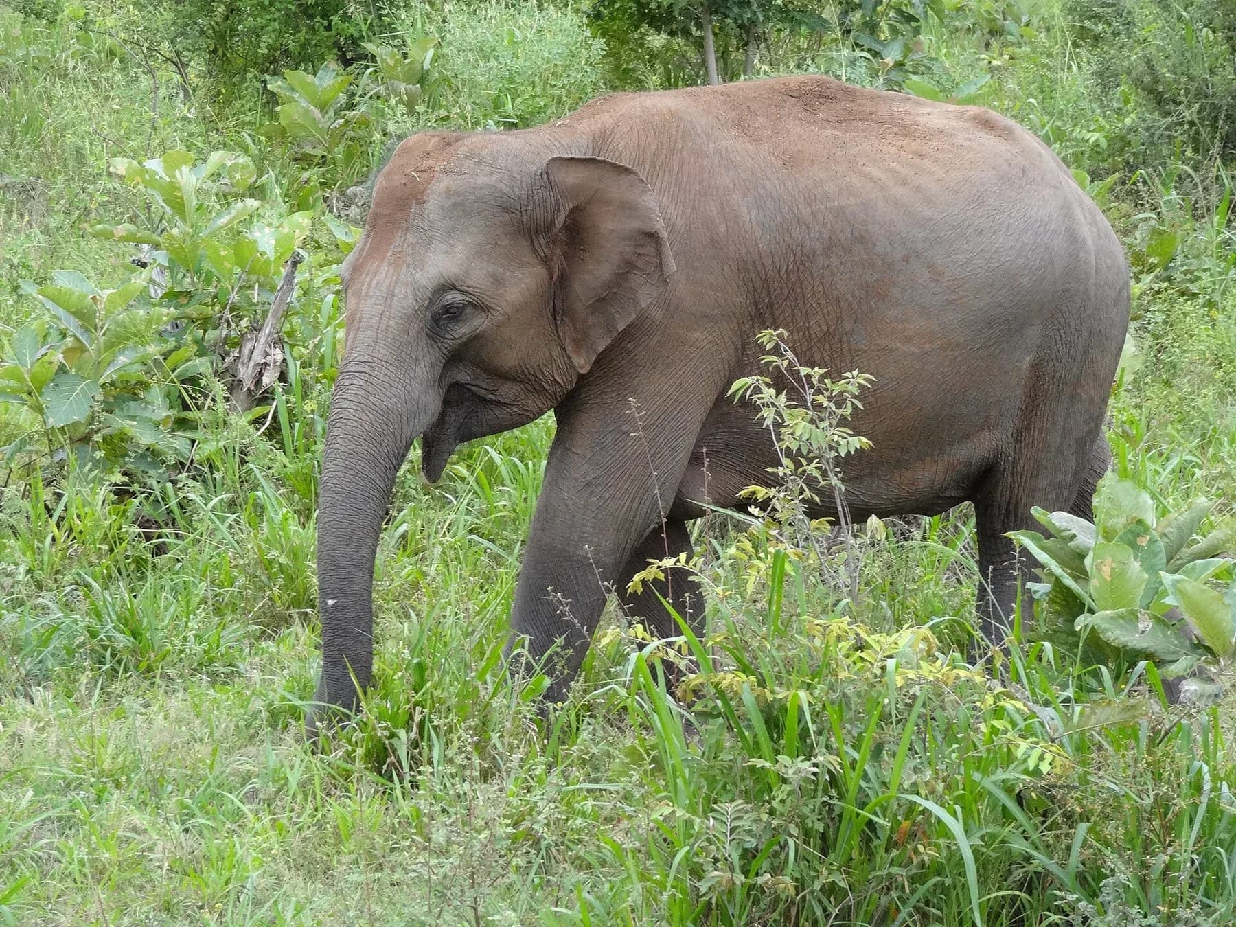 Hurulu Eco Park