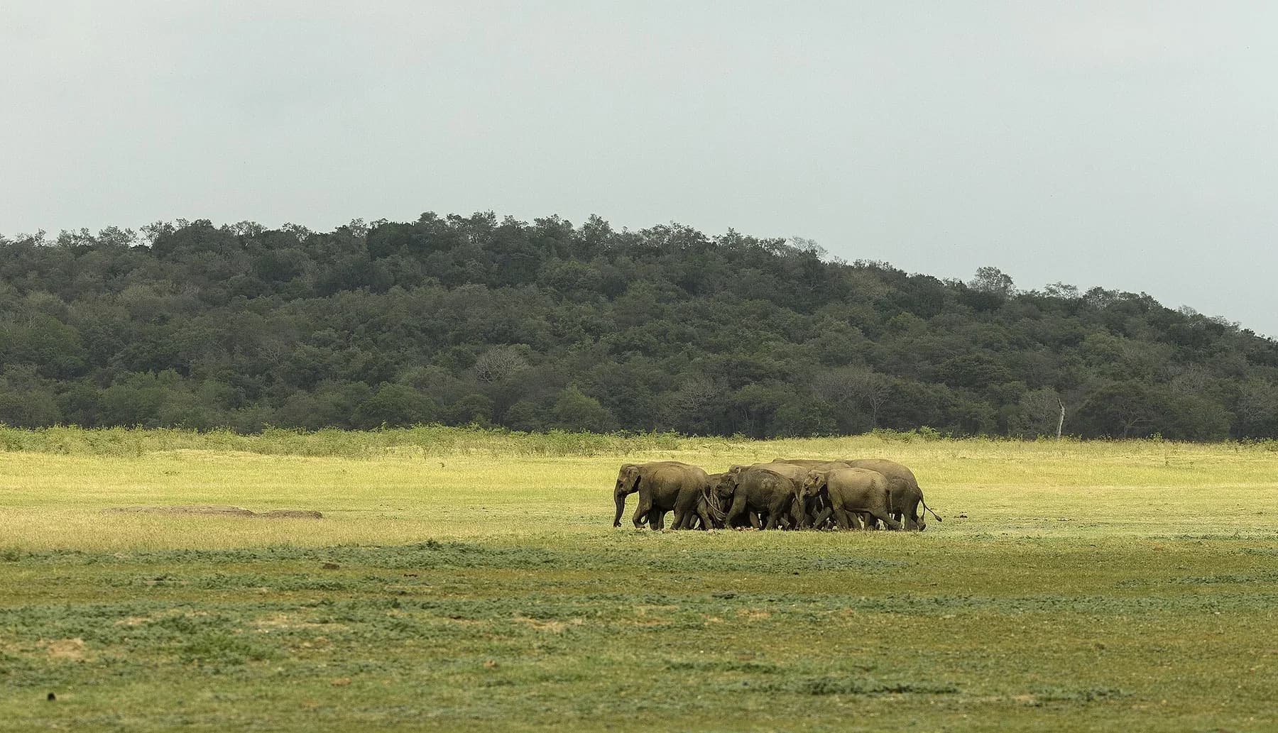 Kaudulla National Park